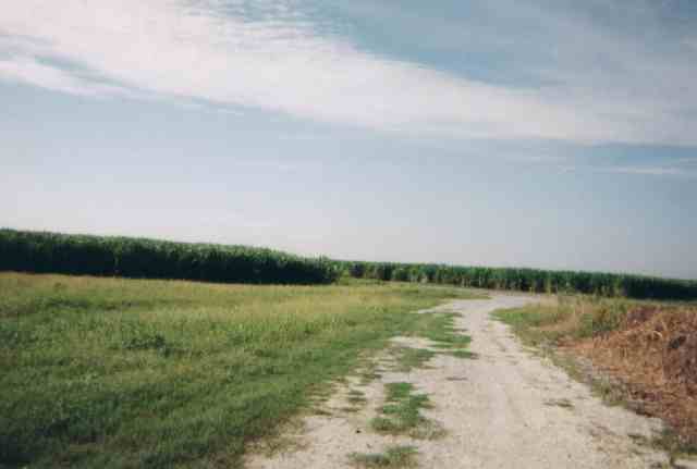 In the middle of the sugar cane field.